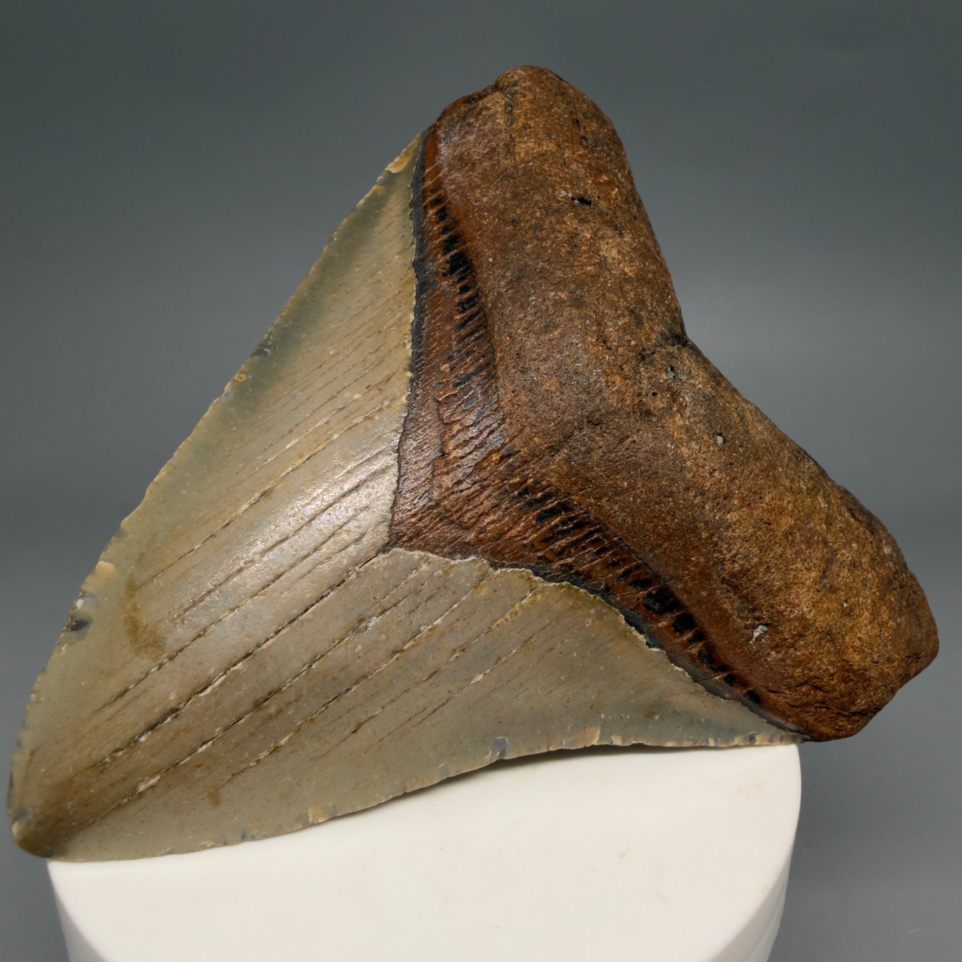 Front Right View Colorful, heart-shaped 3.74" Fossil Megalodon Tooth from North Carolina - megalodonteeth.com CM6580
