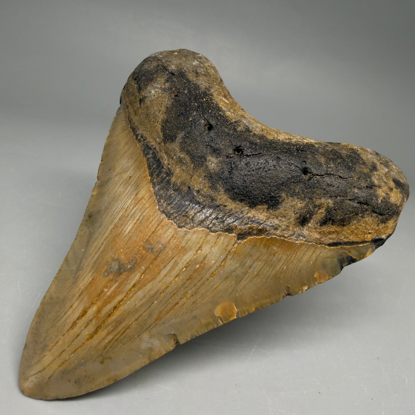 Front Right View Colorful, heart-shaped 3.88" Fossil Megalodon Tooth from North Carolina - megalodonteeth.com CM6505