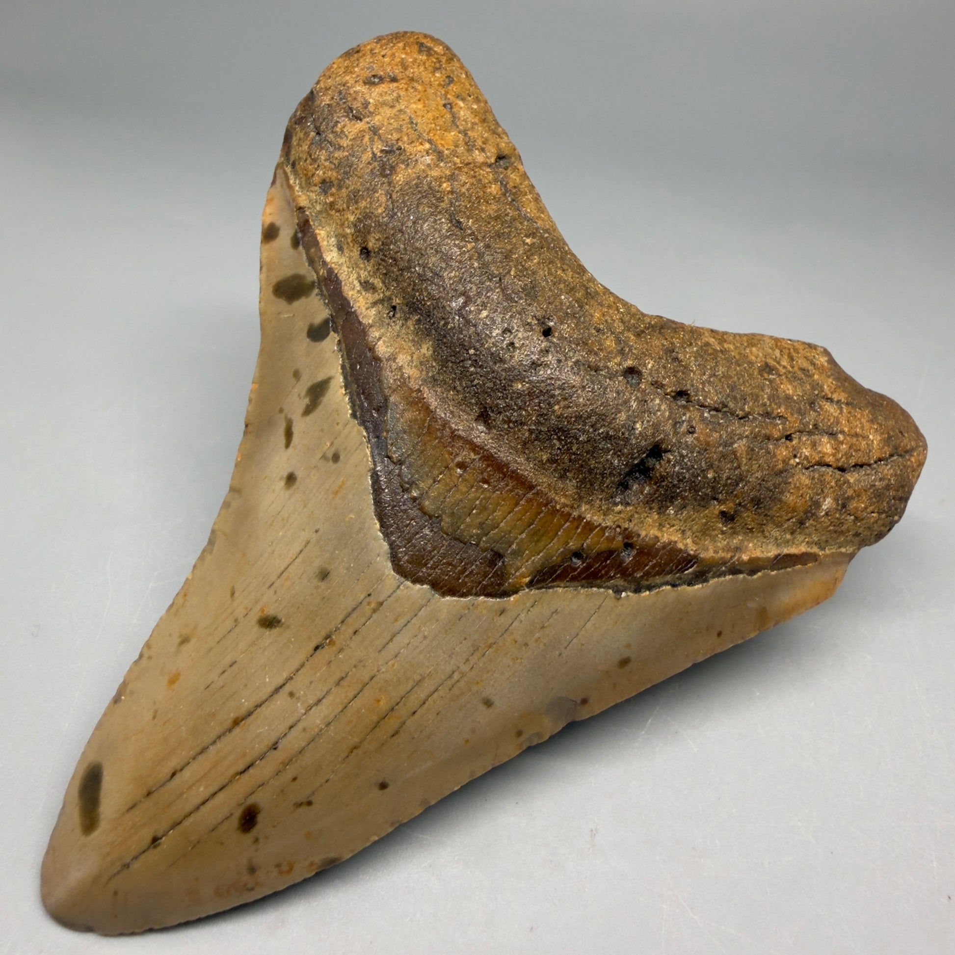 Front Right View Colorful, heart-shaped 3.90" Fossil Megalodon Tooth from North Carolina - megalodonteeth.com CM6504