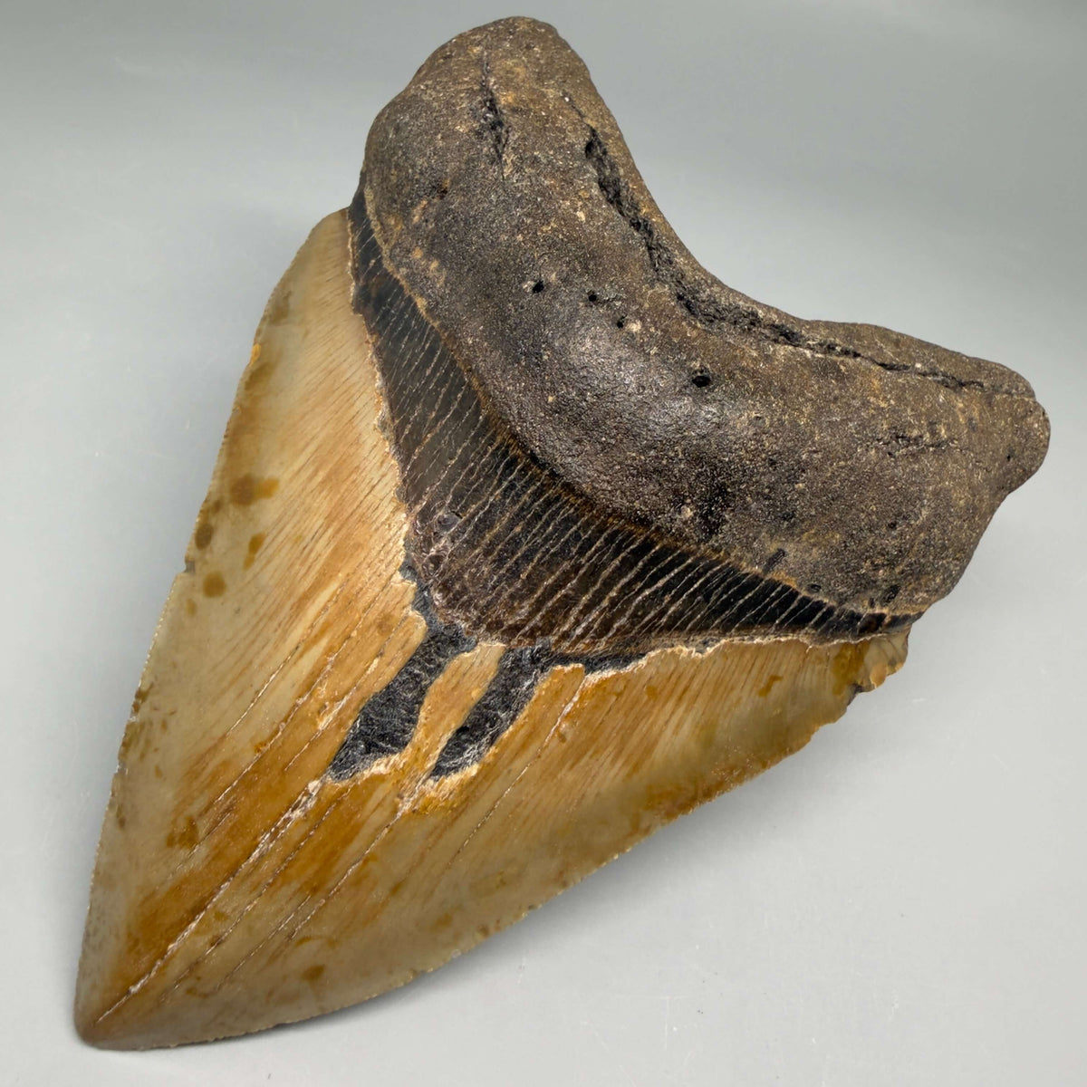 Front Right View Colorful, heart-shaped 5.14" Authentic Megalodon Tooth – North Carolina Fossil | Carcharocles megalodon megalodonteeth.com CM6721