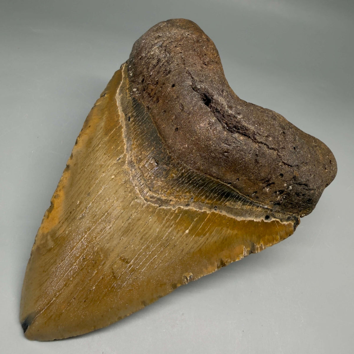 Front Right View Colorful, heart-shaped 5.18" Authentic Megalodon Tooth – North Carolina Fossil | Carcharocles megalodon megalodonteeth.com CM6720 