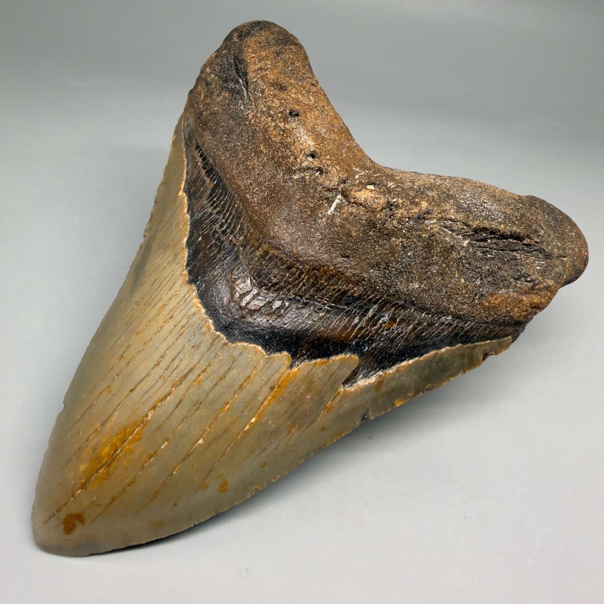 Front Right View Colorful, heart-shaped 5.19" Authentic Megalodon Tooth – North Carolina Fossil | Carcharocles megalodon megalodonteeth.com CM6714 