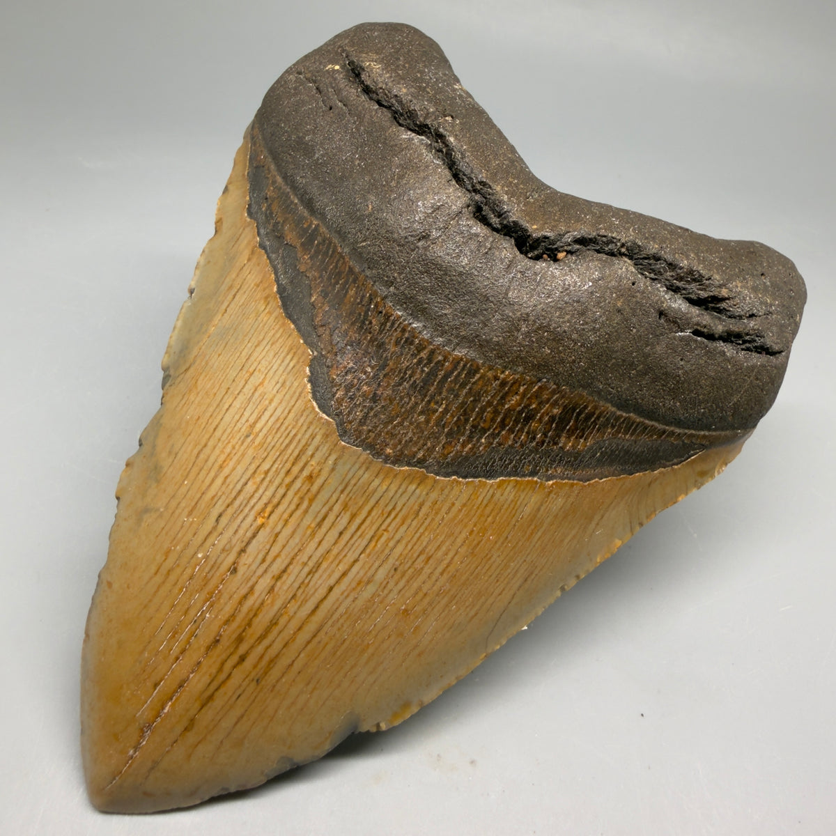 Front Right View Colorful, heart-shaped 5.22" Authentic Megalodon Tooth – North Carolina Fossil | Carcharocles megalodon megalodonteeth.com CM6712 