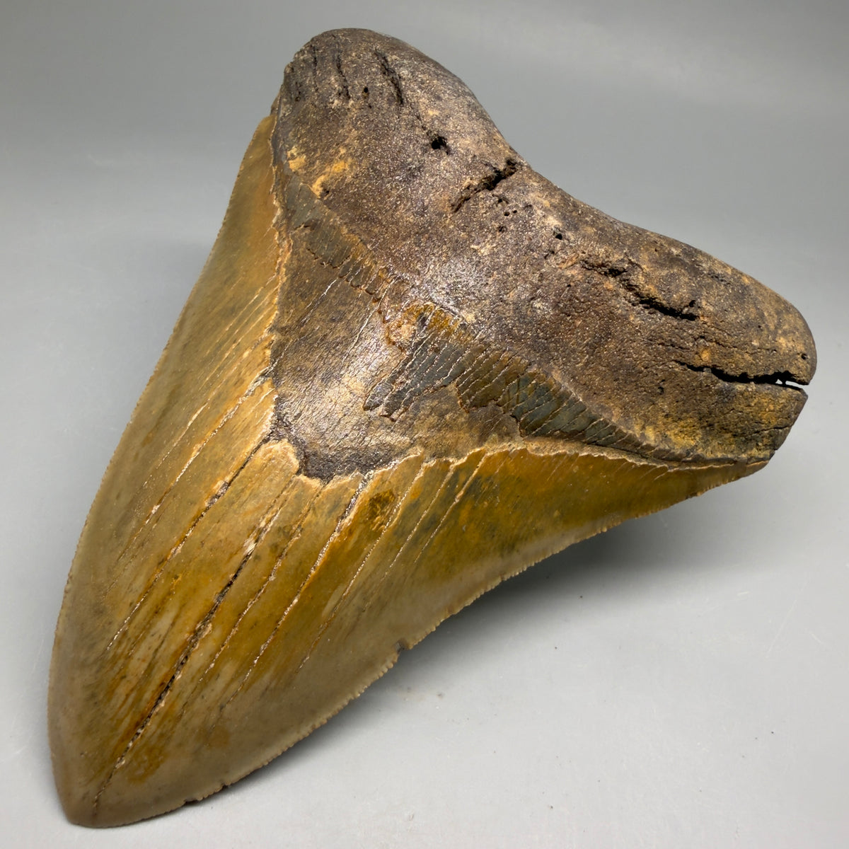 Front Right View Colorful, heart-shaped 5.29" Authentic Megalodon Tooth – North Carolina Fossil | Carcharocles megalodon megalodonteeth.com CM6715 