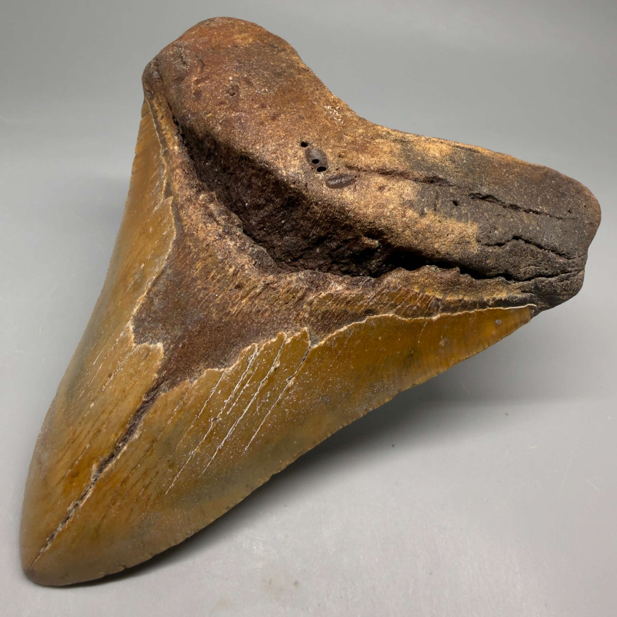 Front Right View Colorful, heart-shaped 5.32" Authentic Megalodon Tooth – North Carolina Fossil | Carcharocles megalodon megalodonteeth.com CM6713