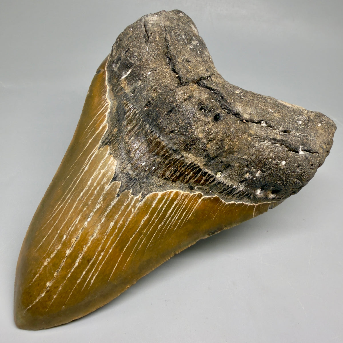 Front Right View Colorful, heart-shaped 5.44" Authentic Megalodon Tooth – North Carolina Fossil | Carcharocles megalodon megalodonteeth.com MJ107