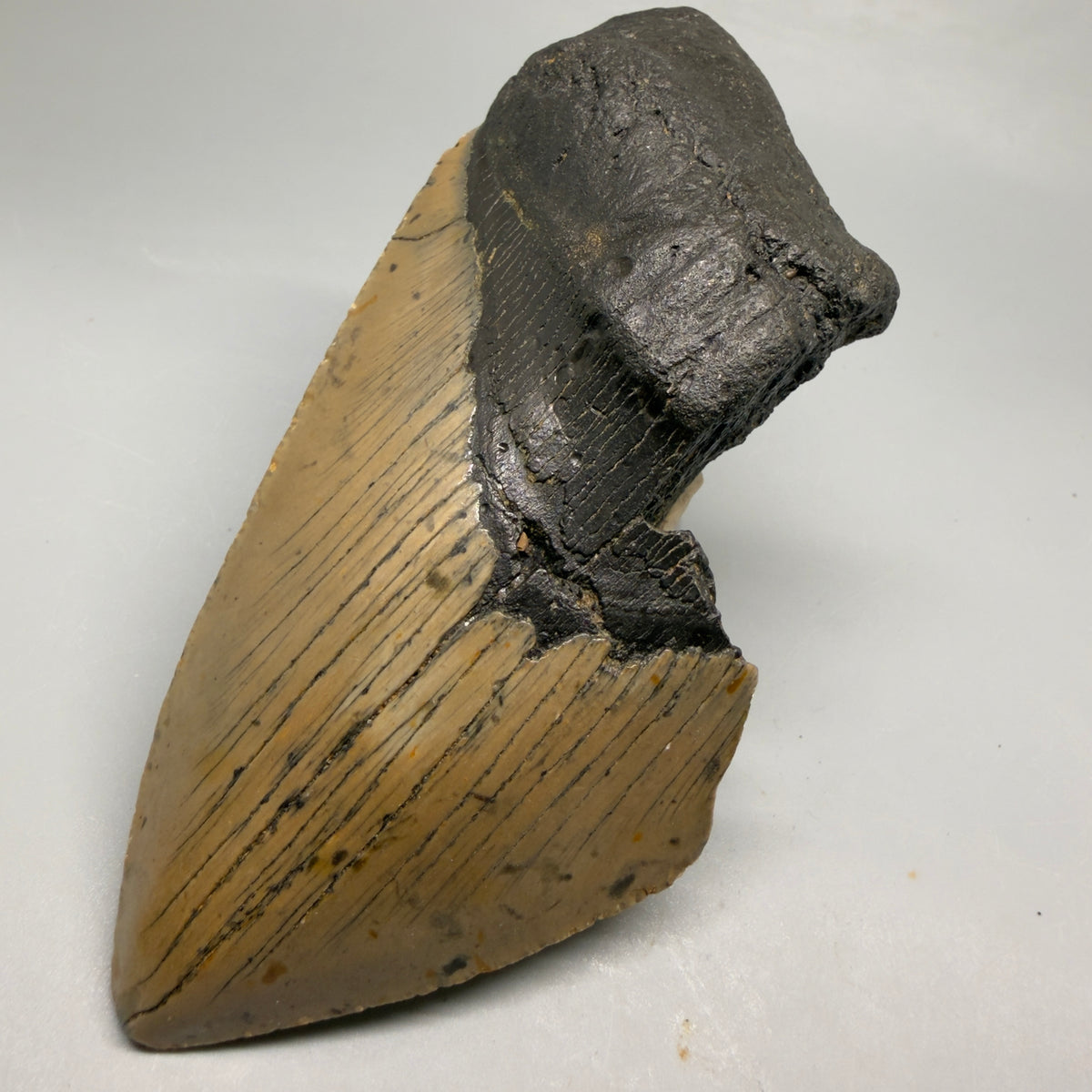 Front Right View Colorful, heart-shaped 5.48" Authentic Megalodon Tooth – North Carolina Fossil | Carcharocles megalodon megalodonteeth.com CM6710 