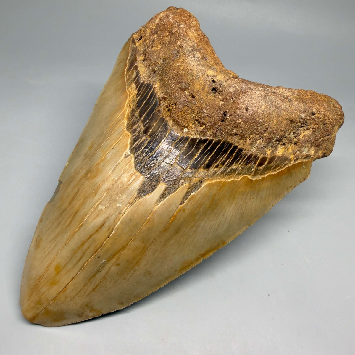 Front Right View Colorful, heart-shaped 5.73" Authentic Megalodon Tooth – North Carolina Fossil | Carcharocles megalodon megalodonteeth.com CM6717 
