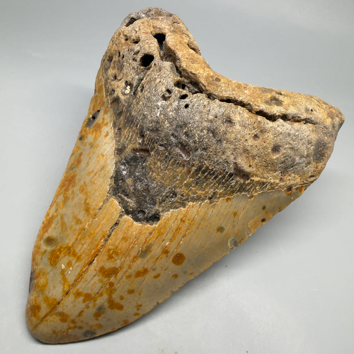 Front Right View Colorful, heart-shaped 5.75" Authentic Megalodon Tooth – North Carolina Fossil | Carcharocles megalodon megalodonteeth.com CM6716 