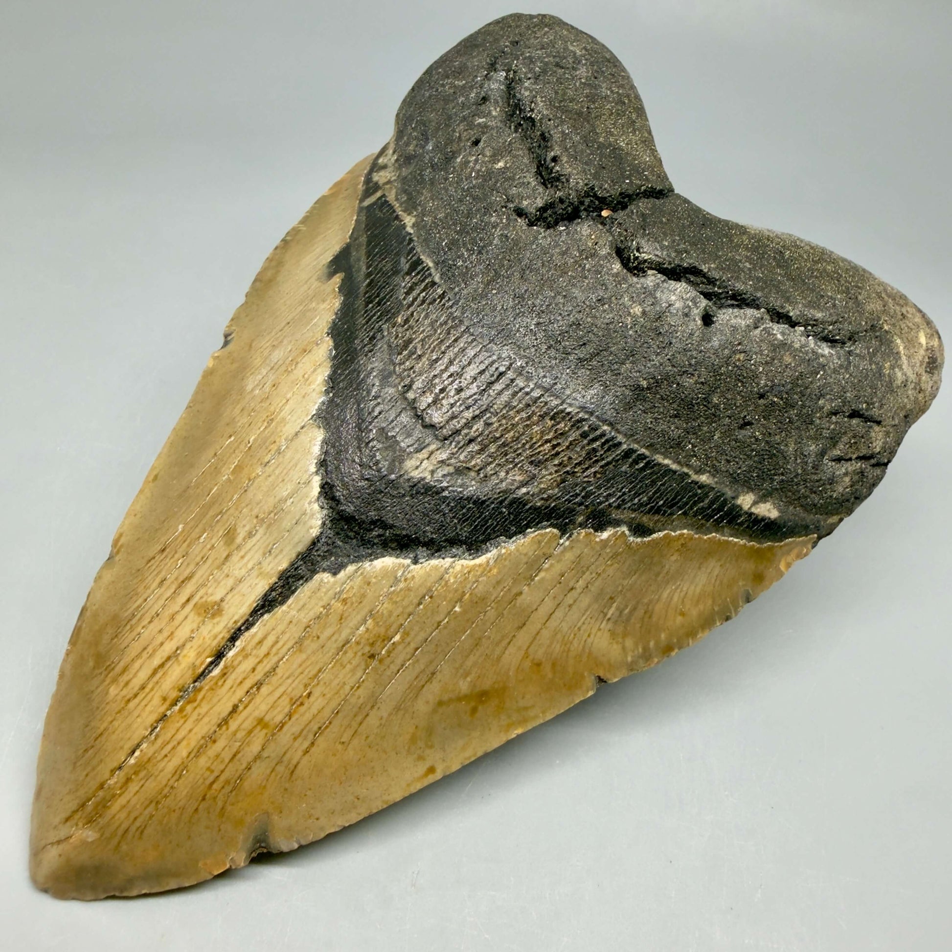 Front Right View Colorful, heart-shaped 5.85" Authentic Megalodon Tooth – North Carolina Fossil | Carcharocles megalodon CM6458