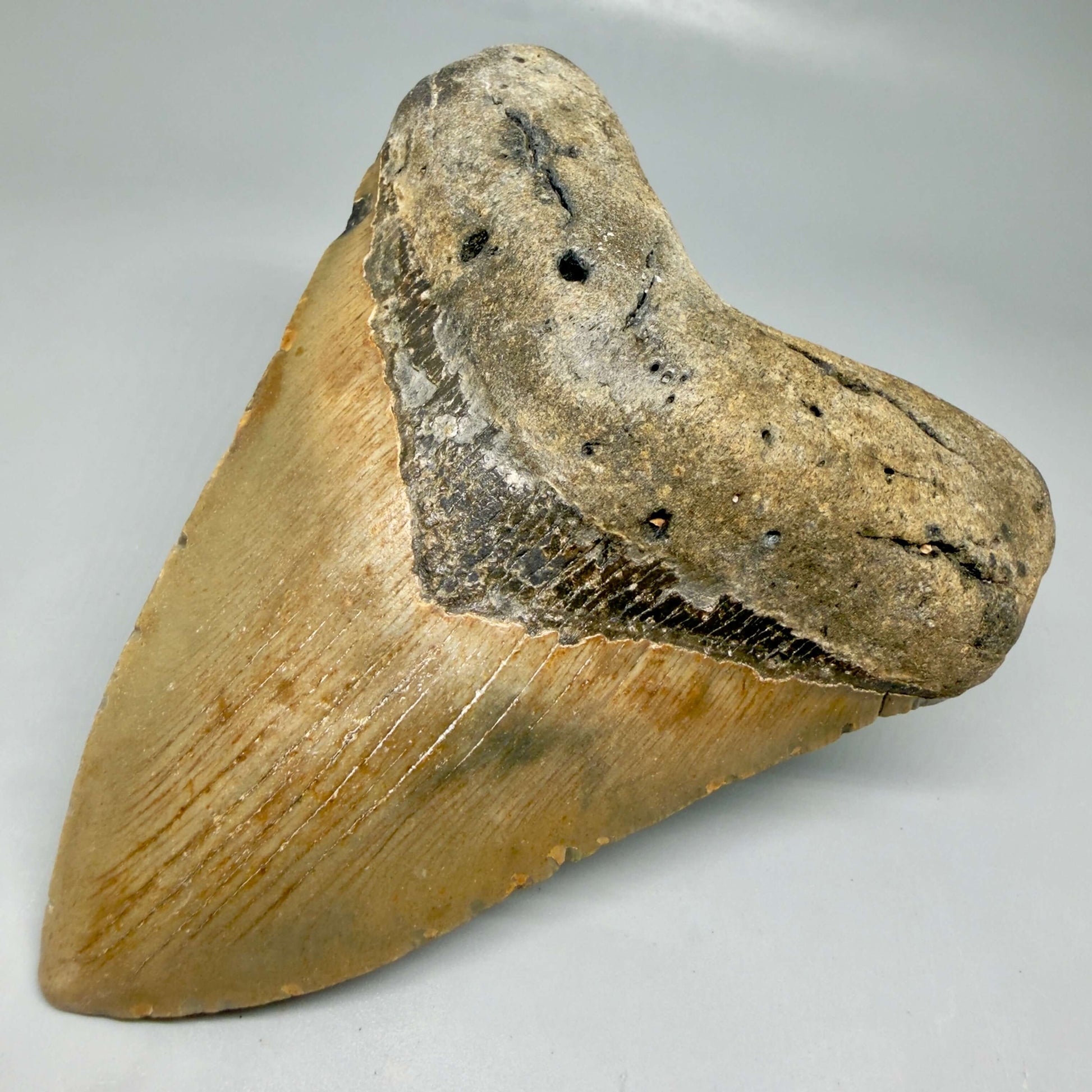 Front Right View Colorful, heart shaped 5.05" Authentic Megalodon Tooth – North Carolina Fossil | Carcharocles megalodon CM6454