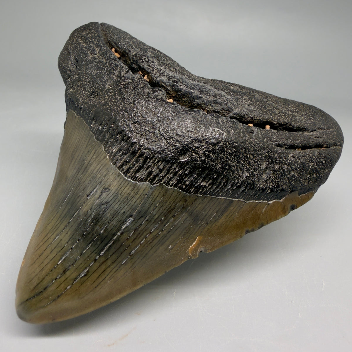 Front Right View Colorful, lateral 3.86" Fossil Megalodon Tooth from South Carolina megalodonteeth.com CM6573
