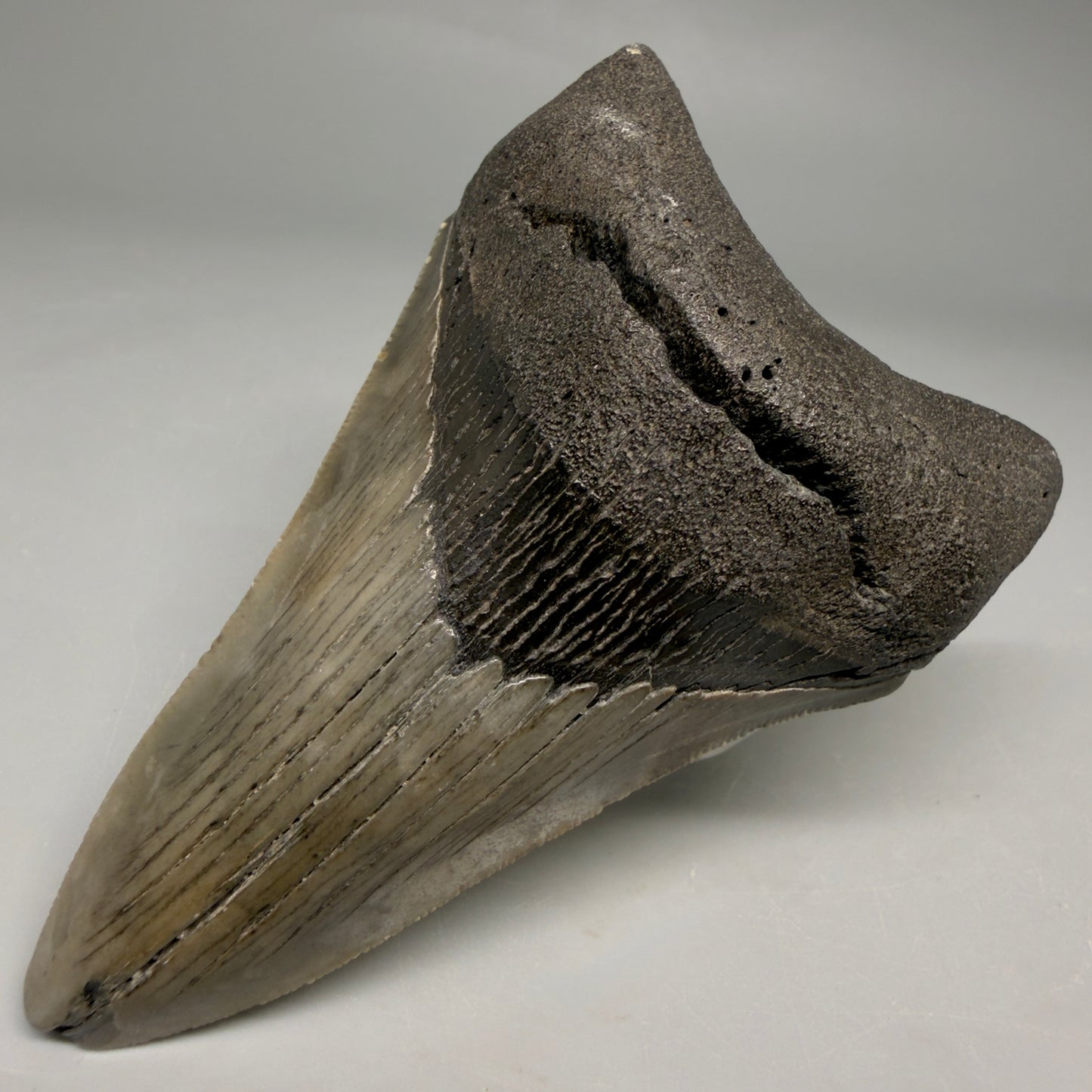 Front Right View Colorful lower, sharply serrated 3.72" Fossil Megalodon Tooth from South Carolina megalodonteeth.com CM6568