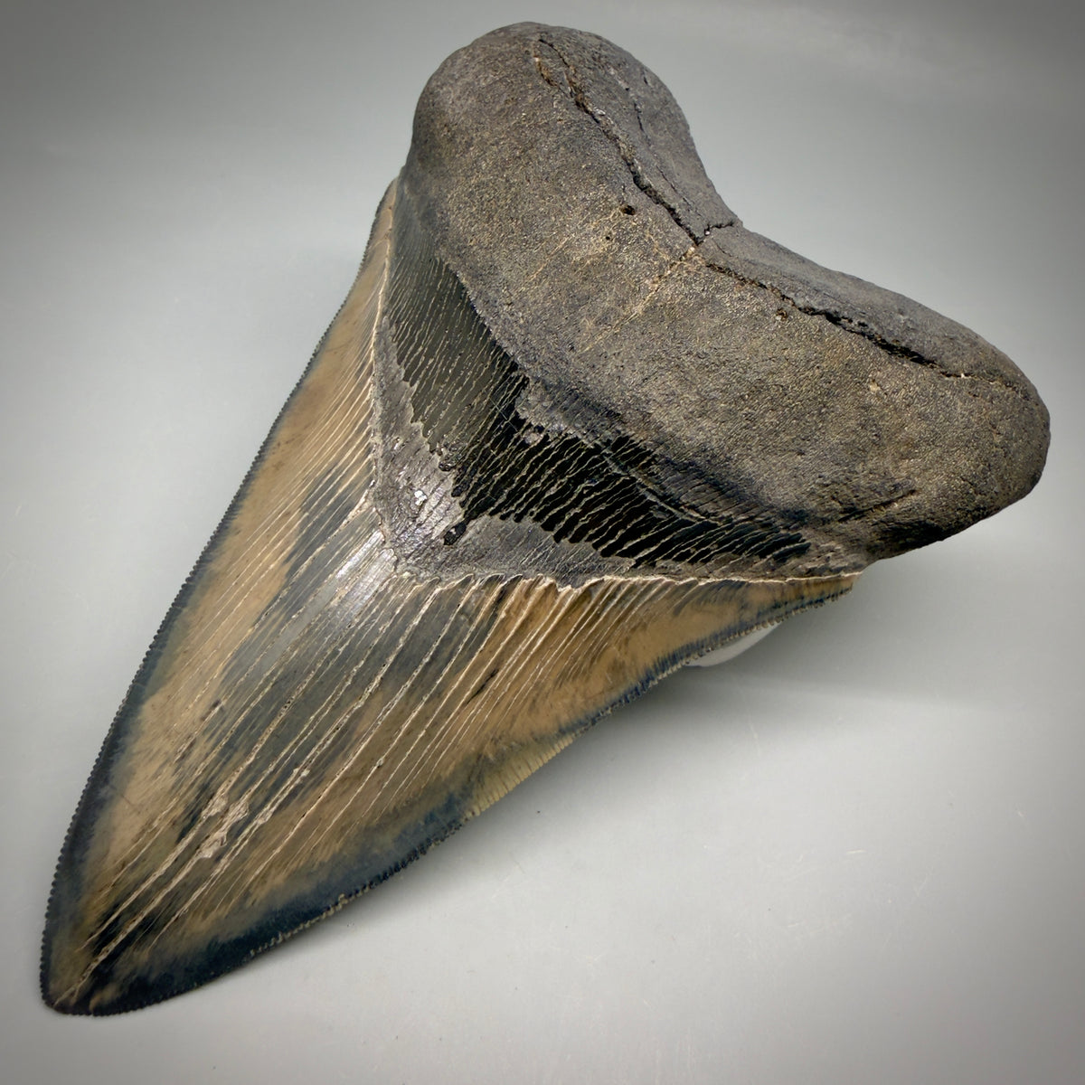 Front Right View Colorful lower, sharply serrated 5.33" Fossil Megalodon Tooth from South Carolina megalodonteeth.com CM6702