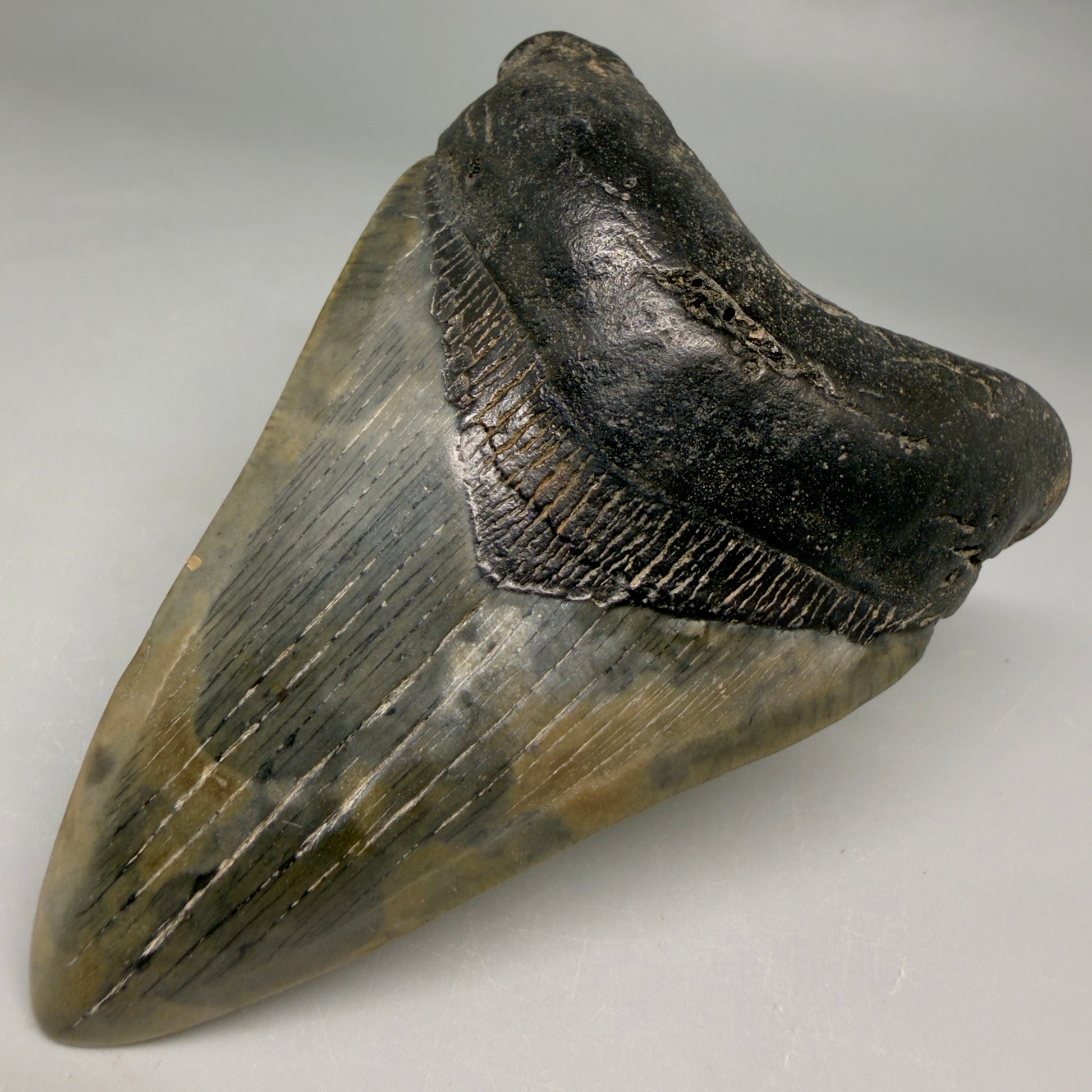 Front Right View Colorful prints 3.87" Megalodon Tooth – Fossil Megalodon Tooth from South Carolina megalodonteeth.com CM6571