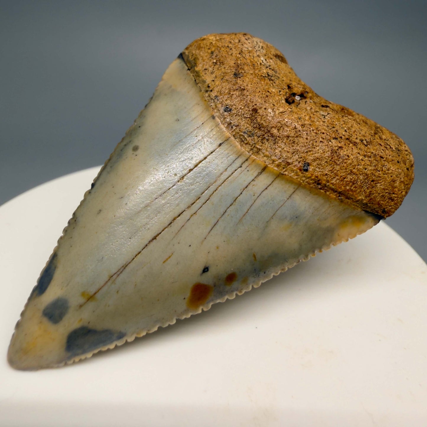 Front Right View Colorful, serrated 2.12" Fossil Great White Shark Tooth - from North Carolina GW1367 