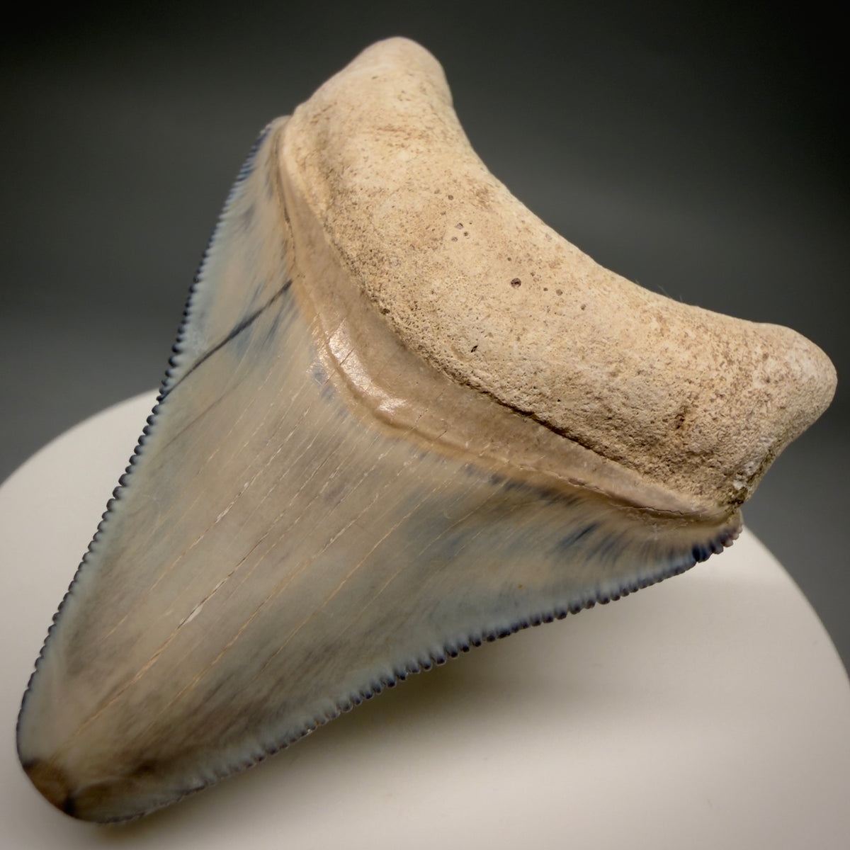 Front Right View Colorful, serrated 2.15" Fossil Megalodon Shark Tooth - Bone Valley, Florida megalodonteeth.com CM6742