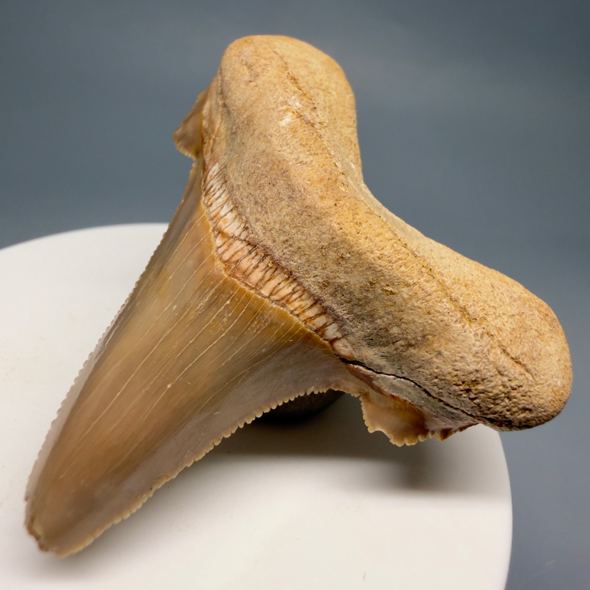 Front Right View Colorful, serrated 2.20" Fossil Carcharocles sokolowi (auriculatus) Shark Tooth - Western Sahara AU401