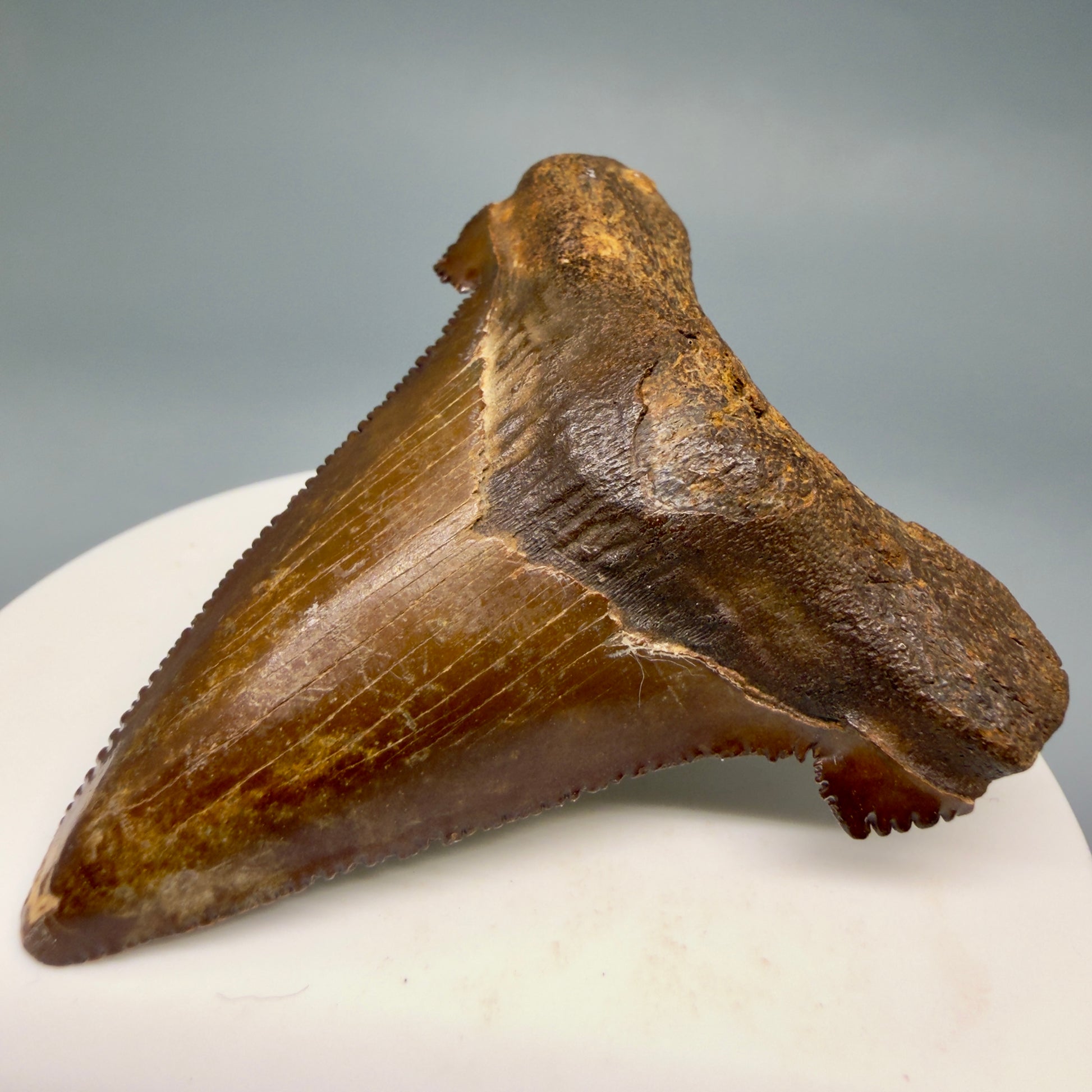 Front Right View Colorful, serrated 2.30" Fossil Carcharocles Sokolowi Shark Tooth - Suwannee River, Florida AU405 