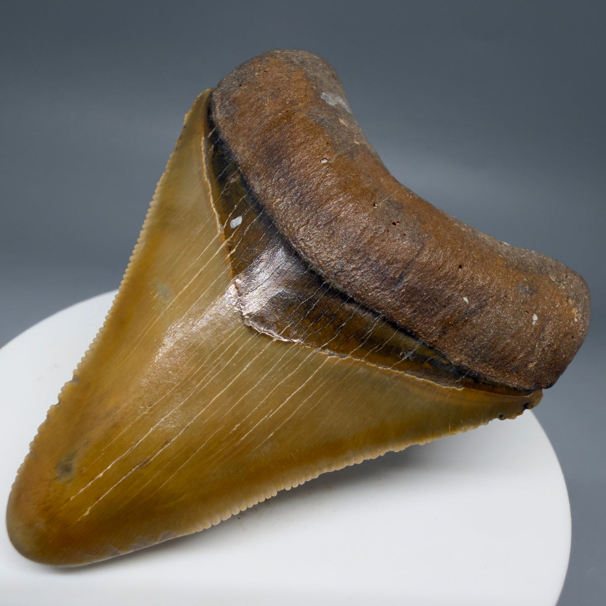 Front Right View Colorful, serrated 2.40" Fossil Megalodon Shark Tooth - Bone Valley, Florida megalodonteeth.com CM6744 CM6744
