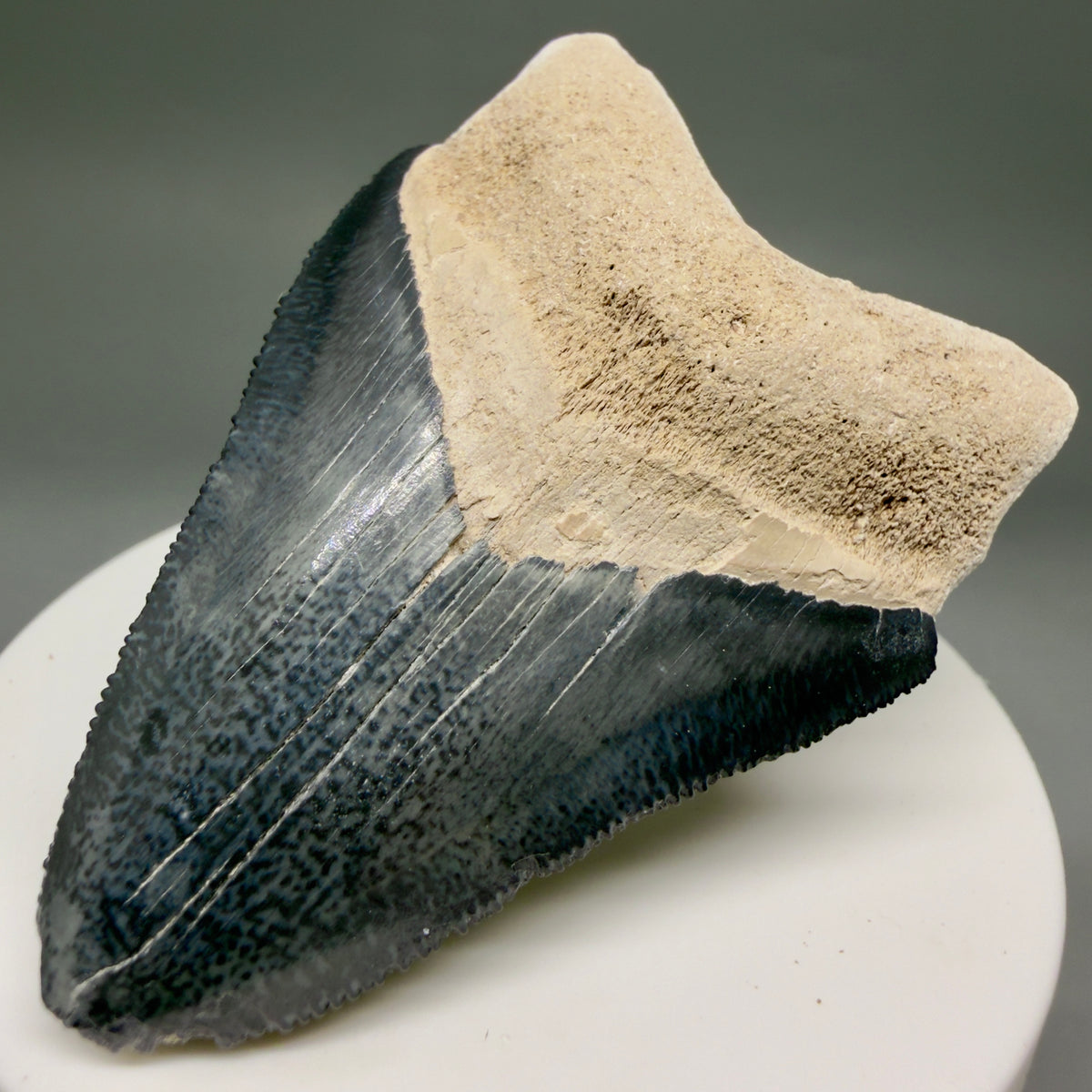 Front Right View Colorful, serrated 2.47" Fossil Megalodon Shark Tooth - Bone Valley, Florida megalodonteeth.com CM6743 