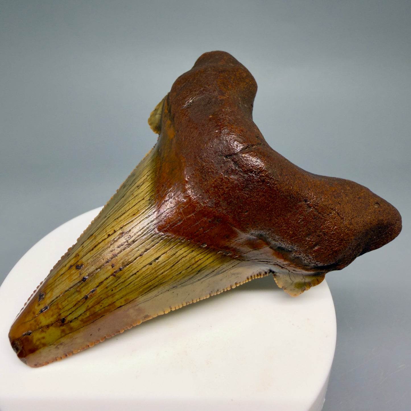 Front Right View Colorful, serrated 3.19" Fossil Carcharocles Sokolowi Shark Tooth - Suwannee River, Florida AU406