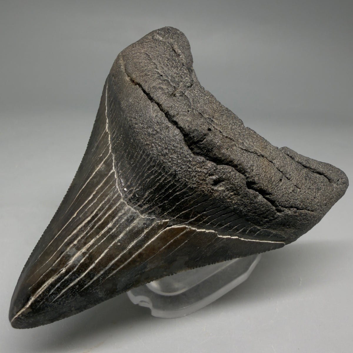Front Right View Colorful, serrated 3.24" Fossil Megalodon Tooth from South Carolina megalodonteeth.com CM6558