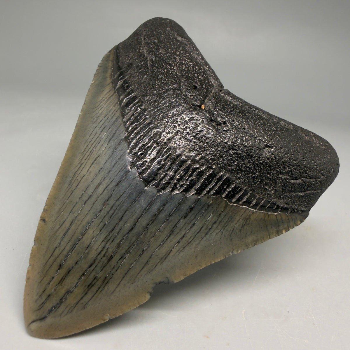 Front Right View Colorful, serrated 3.29" Fossil Megalodon Tooth from South Carolina megalodonteeth.com CM6559