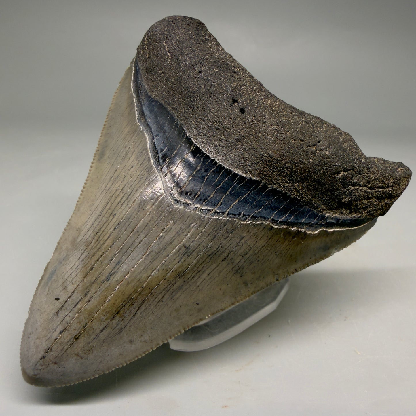 Front Right View Colorful, serrated 3.46" Fossil Megalodon Tooth from South Carolina CM6561