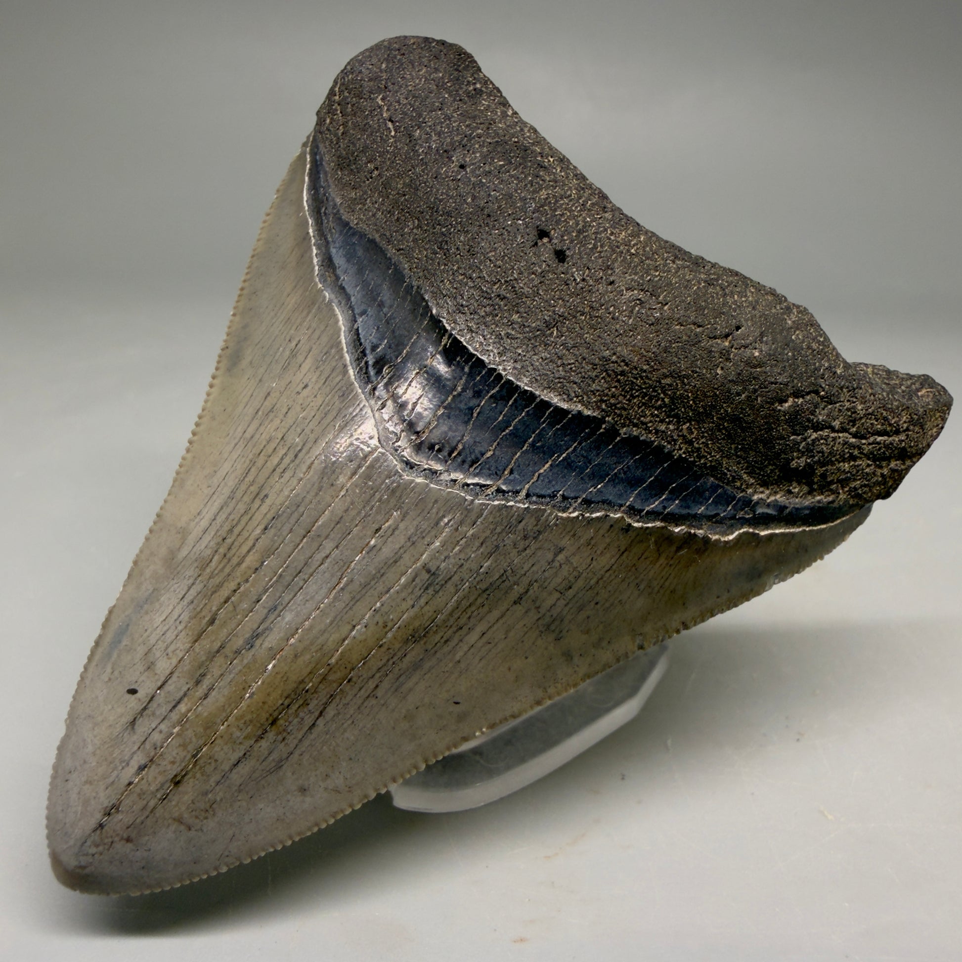 Front Right View Colorful, serrated 3.46" Fossil Megalodon Tooth from South Carolina CM6561