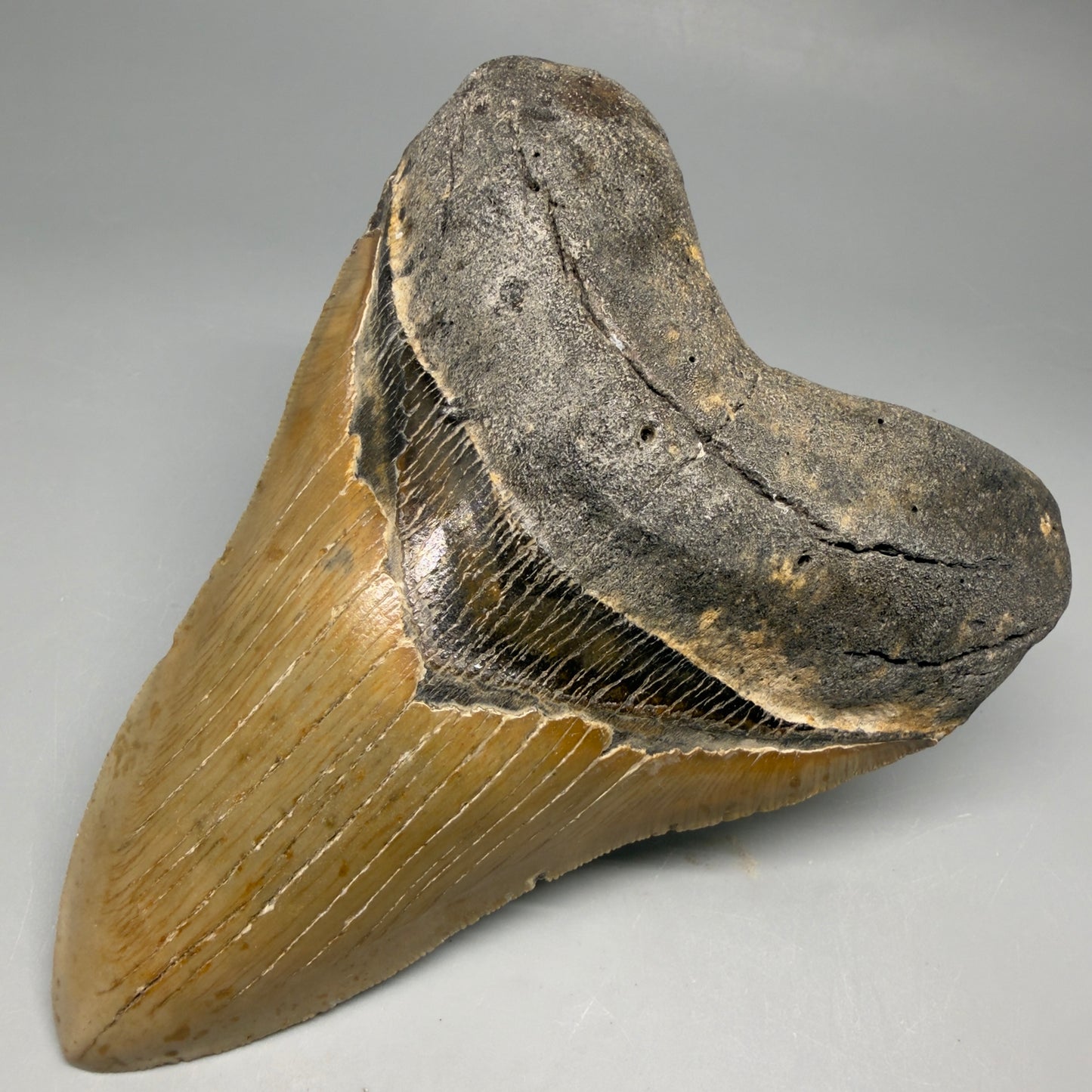 Front Right View Colorful, serrated, heart-shaped 4.98" Authentic Megalodon Tooth – North Carolina CM6463 