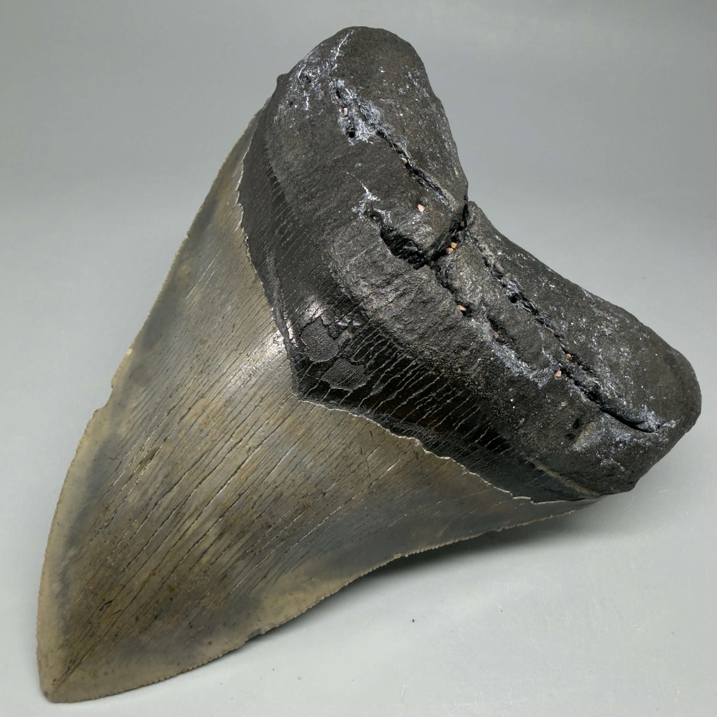 Front Right View Colorful, serrated, heart-shaped 5.19" Authentic Megalodon Tooth – North Carolina CM6465