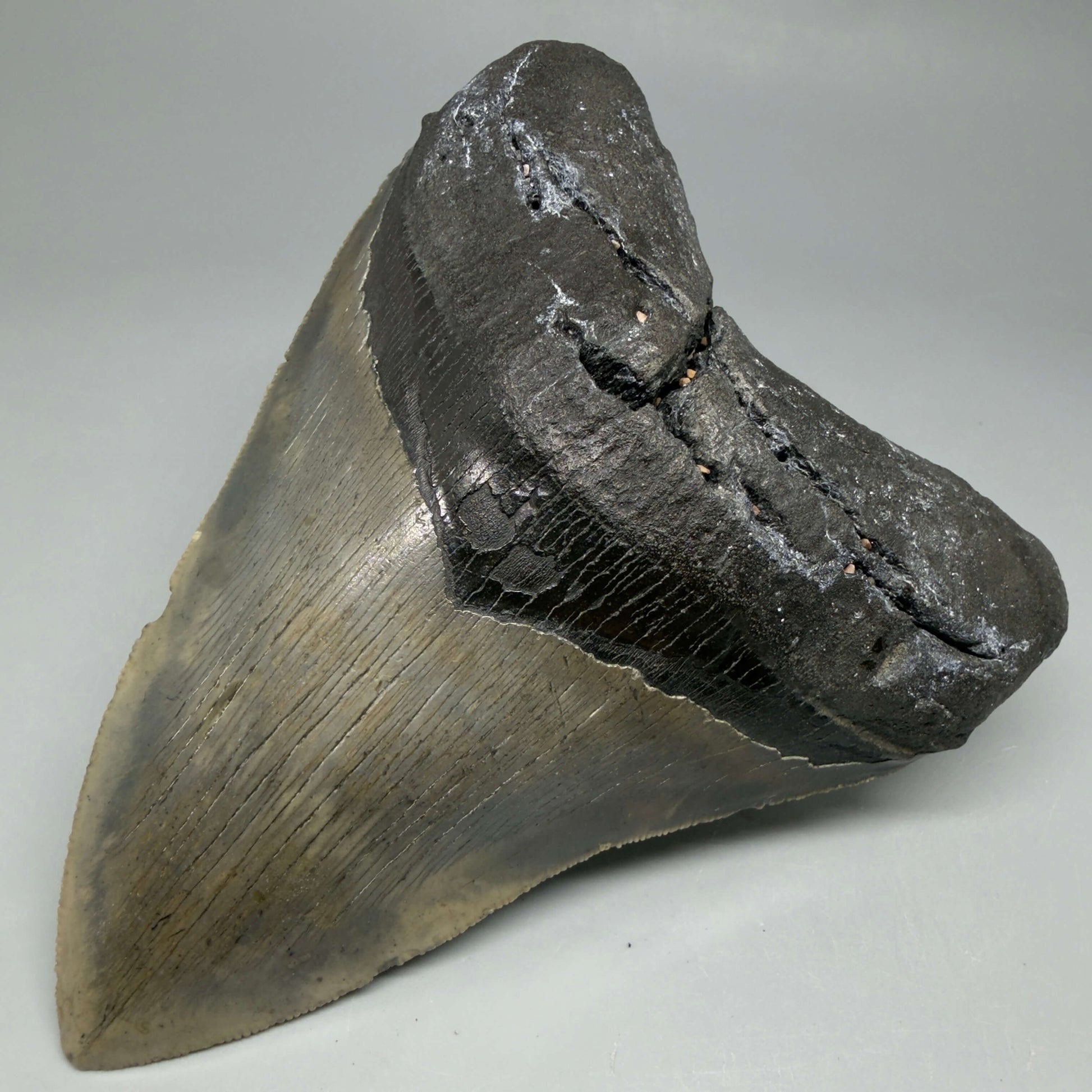 Front Right View Colorful, serrated, heart-shaped 5.19" Authentic Megalodon Tooth – North Carolina CM6465