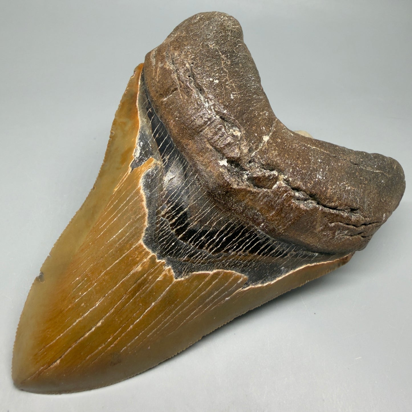 Front Right View Colorful, serrated, heart-shaped 5.32" Authentic Megalodon Tooth – North Carolina CM6464 