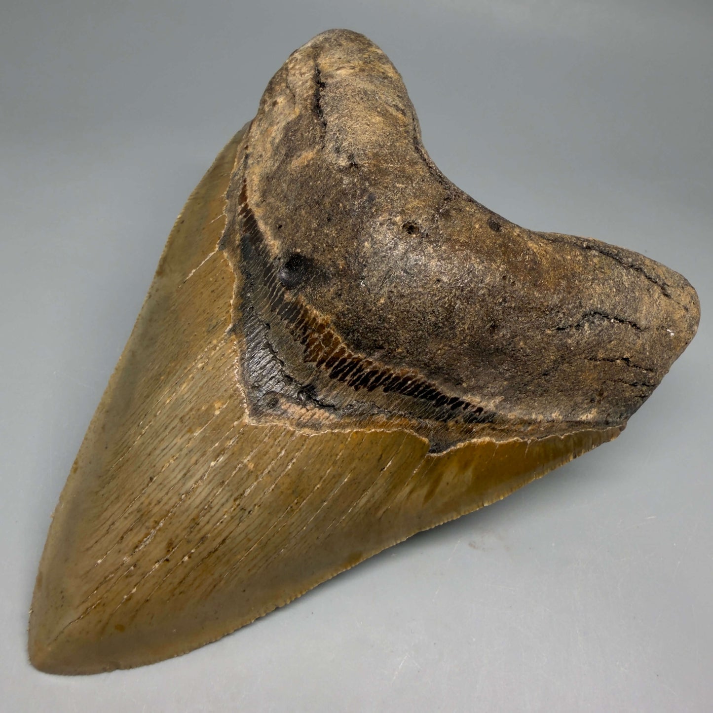 Front Right View Colorful, serrated, heart-shaped 5.35" Authentic Megalodon Tooth – North Carolina CM6466
