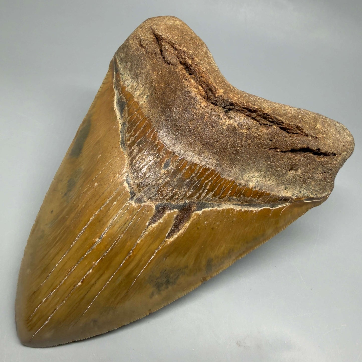 Front Right View Colorful, serrated, heart-shaped 5.62" Authentic Megalodon Tooth – North Carolina CM6467