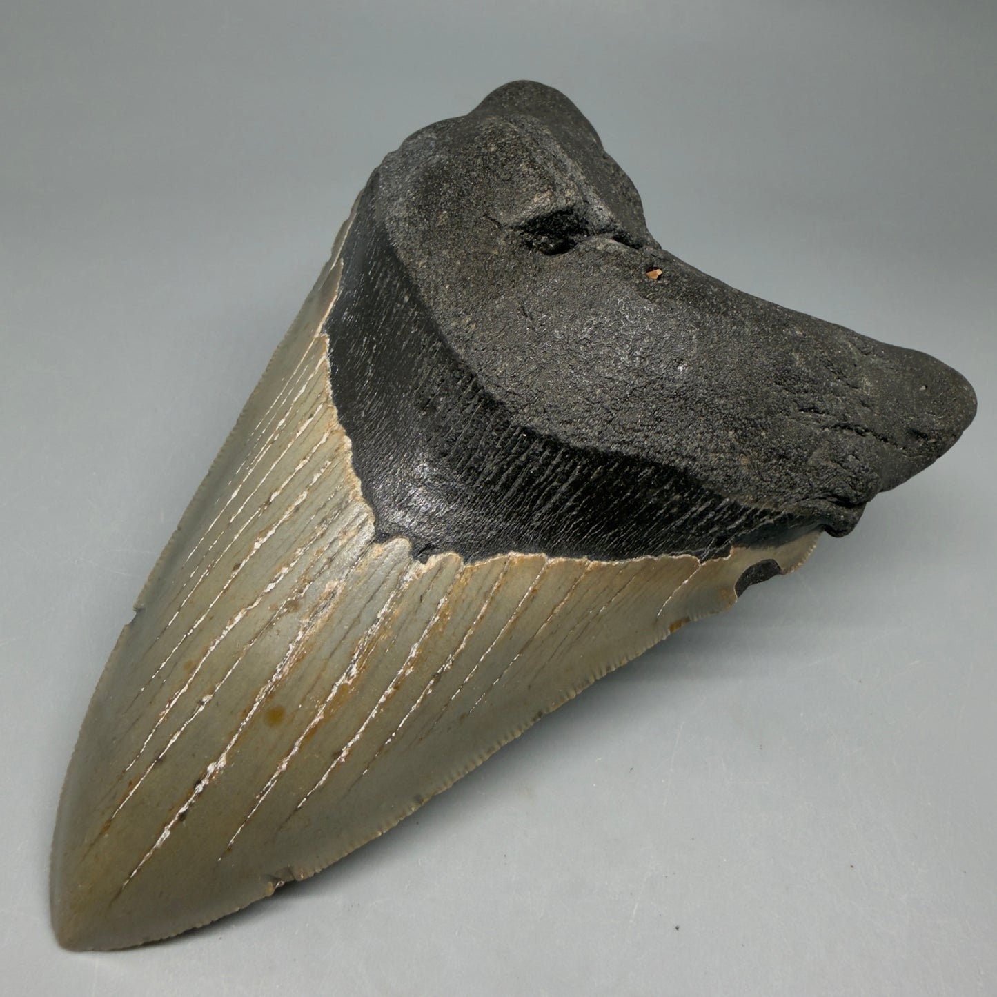 Front Right View Colorful, serrated, lower 5.44" Authentic Megalodon Tooth – North Carolina Fossil | Carcharocles megalodon CM6455 