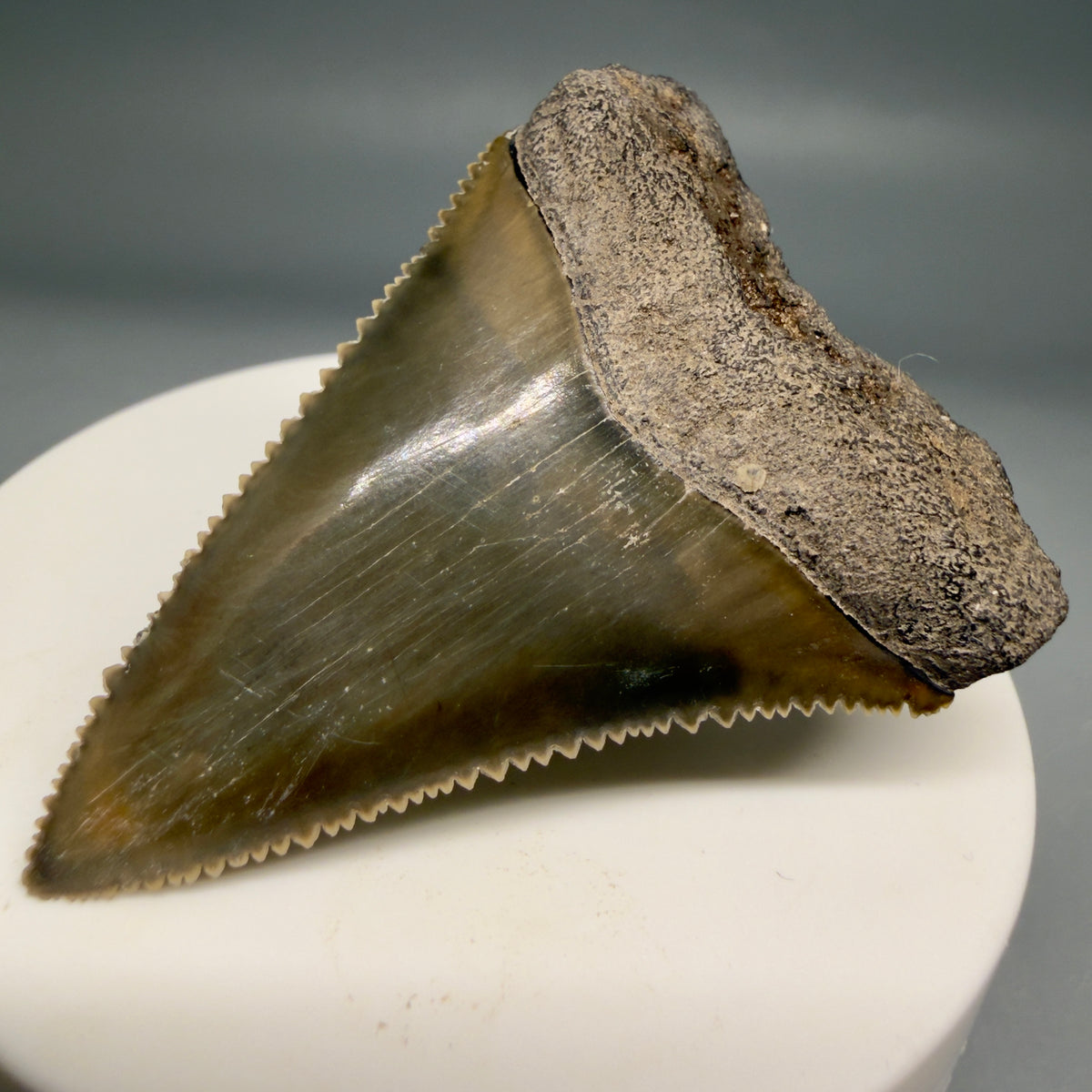 Front Right View Colorful, sharply serrated 2.17" Fossil Great White Tooth from Sarasota, Florida megalodonteeth.com GW1380 