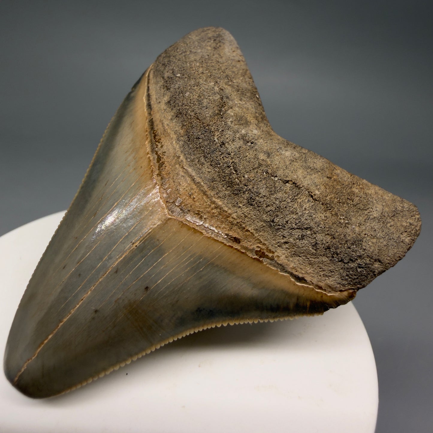 Front Right View Colorful, sharply serrated 2.44" Fossil Megalodon Tooth from Georgia, USA megalodonteeth.com CM6523