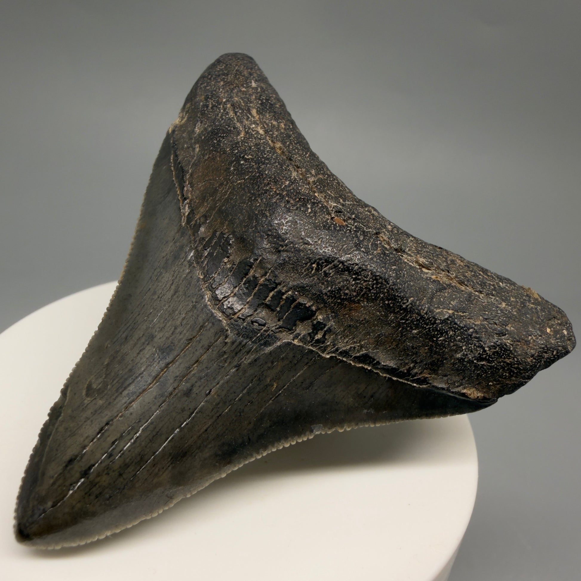 Front Right View Colorful, sharply serrated 2.73" Fossil Megalodon Tooth – South Carolina River | Megalodon Tooth CM6488