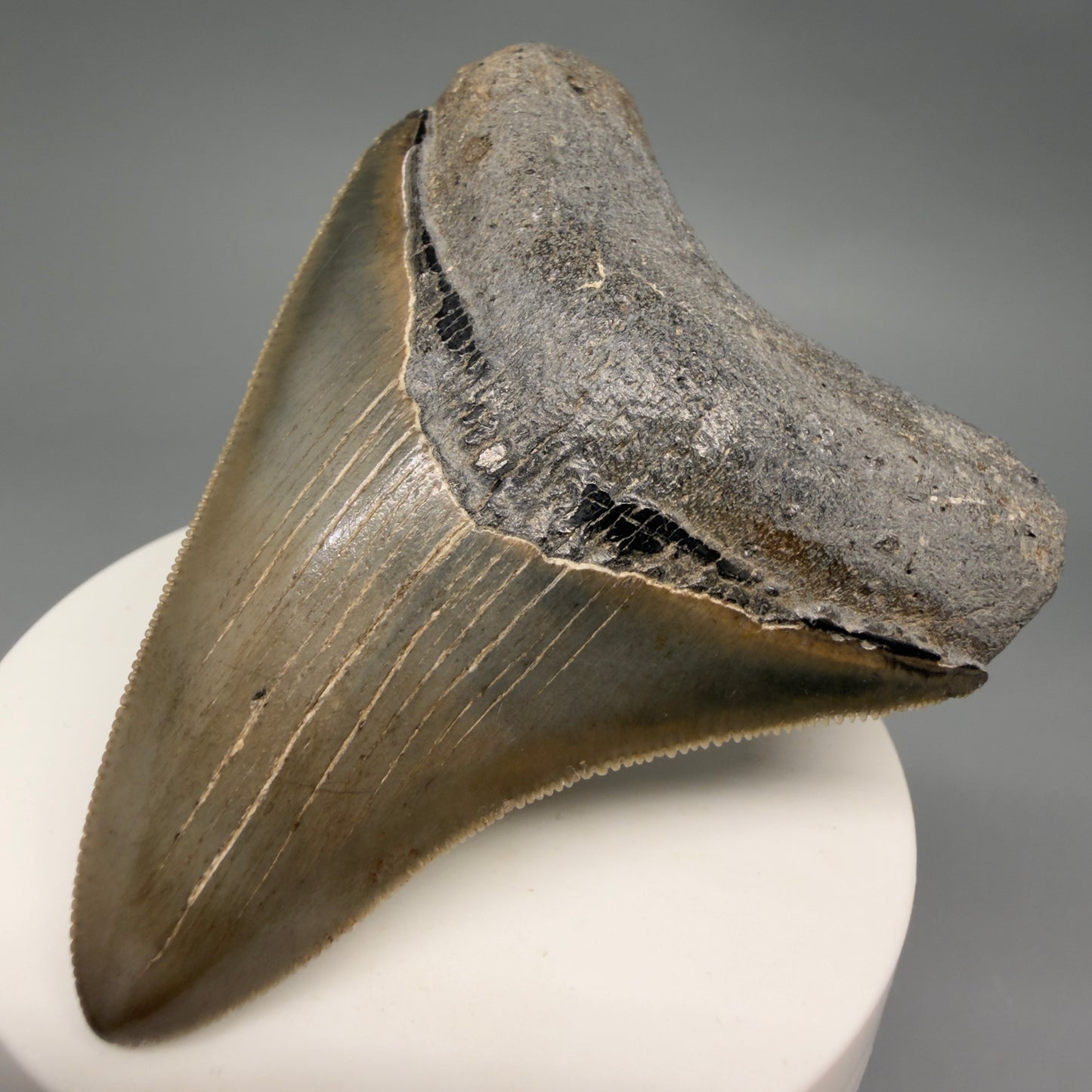 Front Right View Colorful, sharply serrated 2.82" Fossil Megalodon Tooth from Georgia, USA megalodonteeth.com CM6524
