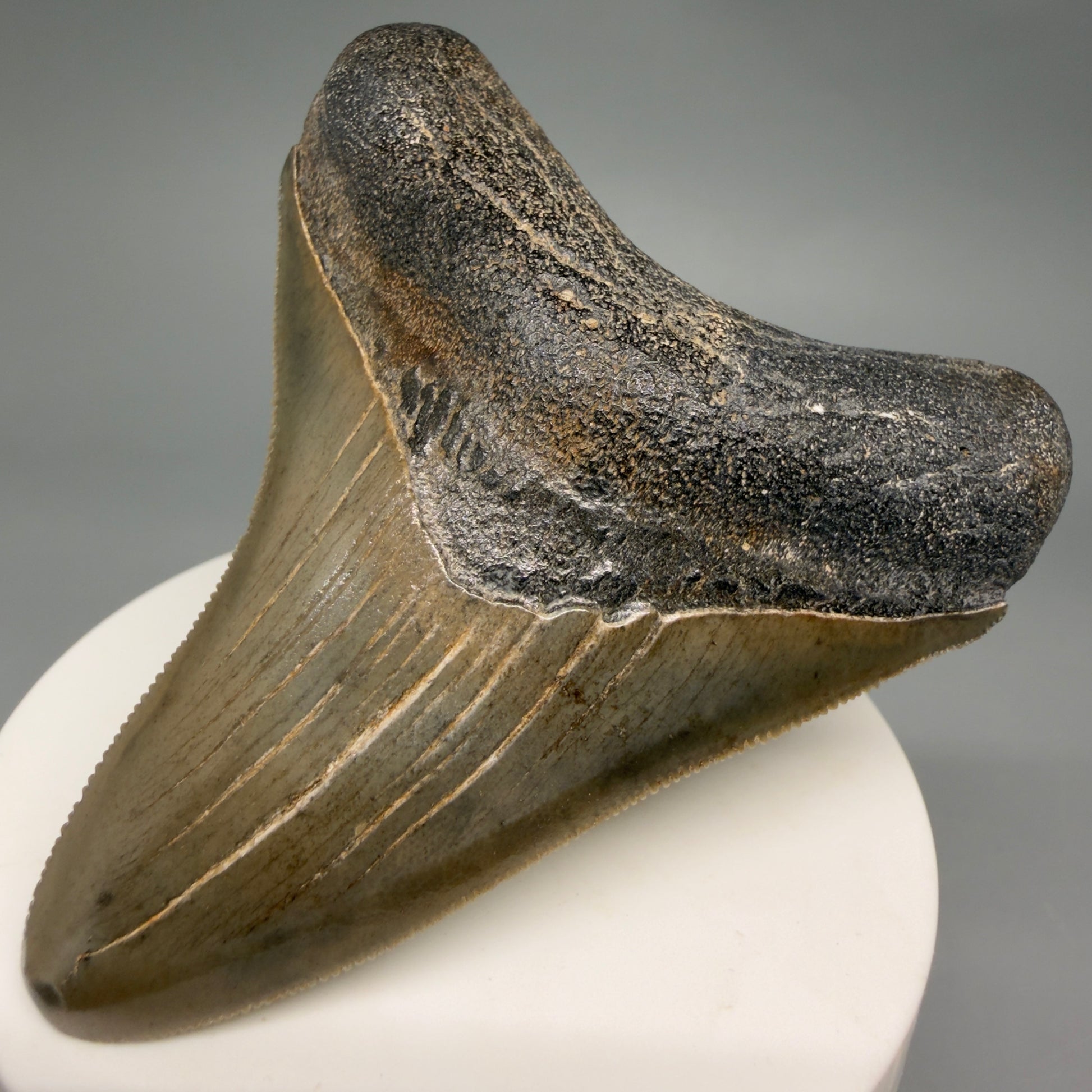 Front Right View Colorful, sharply serrated 2.95" Fossil Megalodon Tooth from Georgia, USA megalodonteeth.com CM6525 