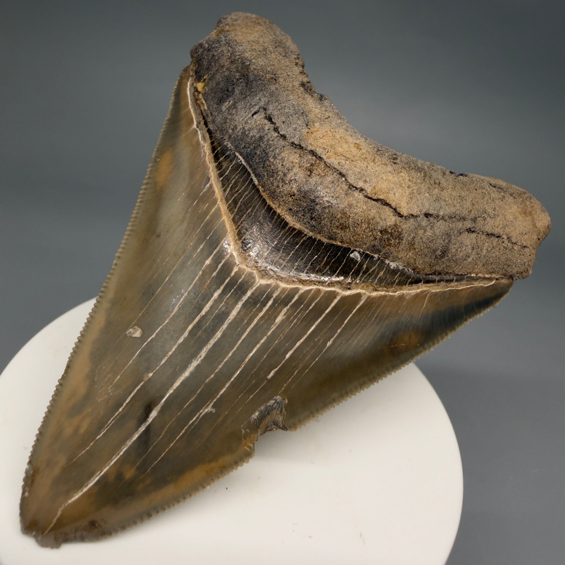 Front Right View Colorful, sharply serrated 3.28" Fossil Megalodon Tooth from Georgia, USA megalodonteeth.com CM6526