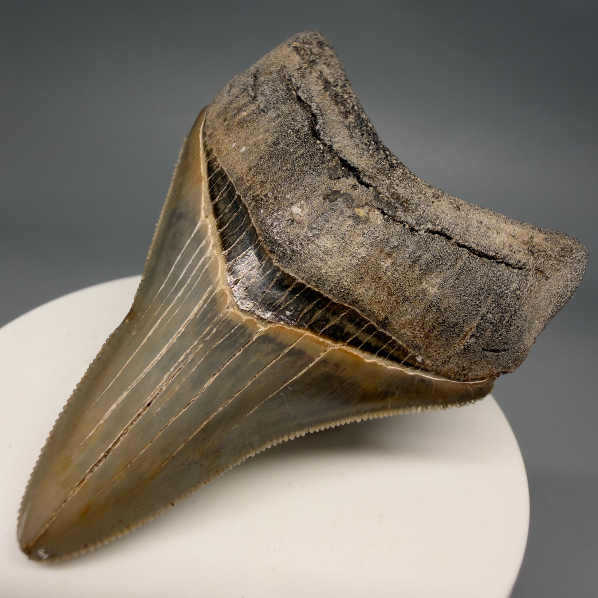 Front Right View Colorful, sharply serrated 3.54" Fossil Megalodon Tooth from Georgia, USA megalodonteeth.com CM6522