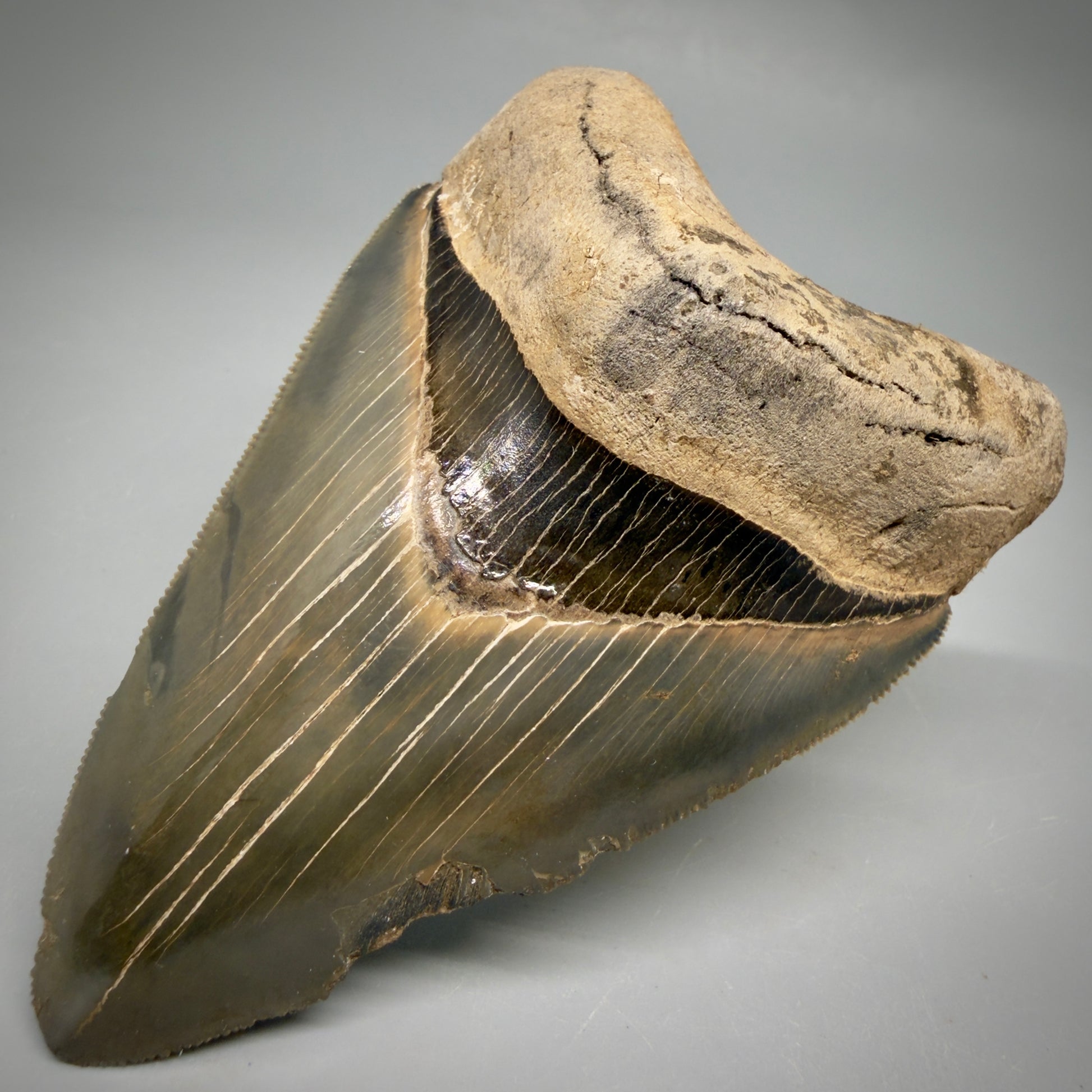 Front Right View Colorful, sharply serrated 4.13" Fossil Megalodon Tooth from Georgia, USA megalodonteeth.com CM6529