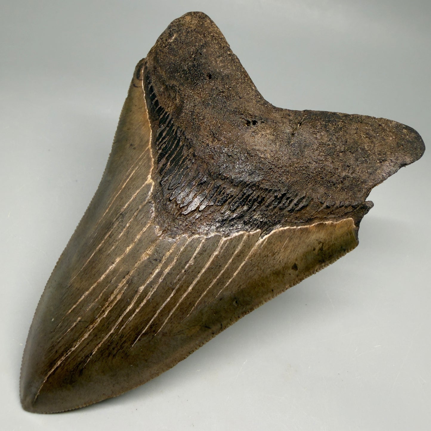 Front Right View Colorful, sharply serrated 4.65" Fossil Megalodon Tooth from Georgia, USA megalodonteeth.com CM6532 