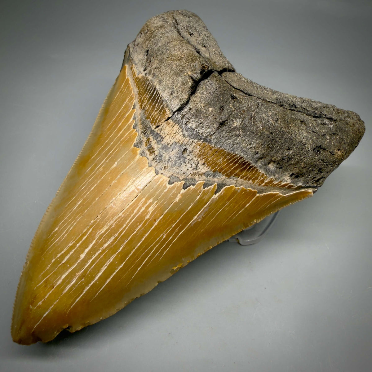 Front Right View Colorful, sharply serrated Lower 5.18" Authentic Megalodon Tooth – North Carolina Fossil | Carcharocles megalodon megalodonteeth.com CM6700