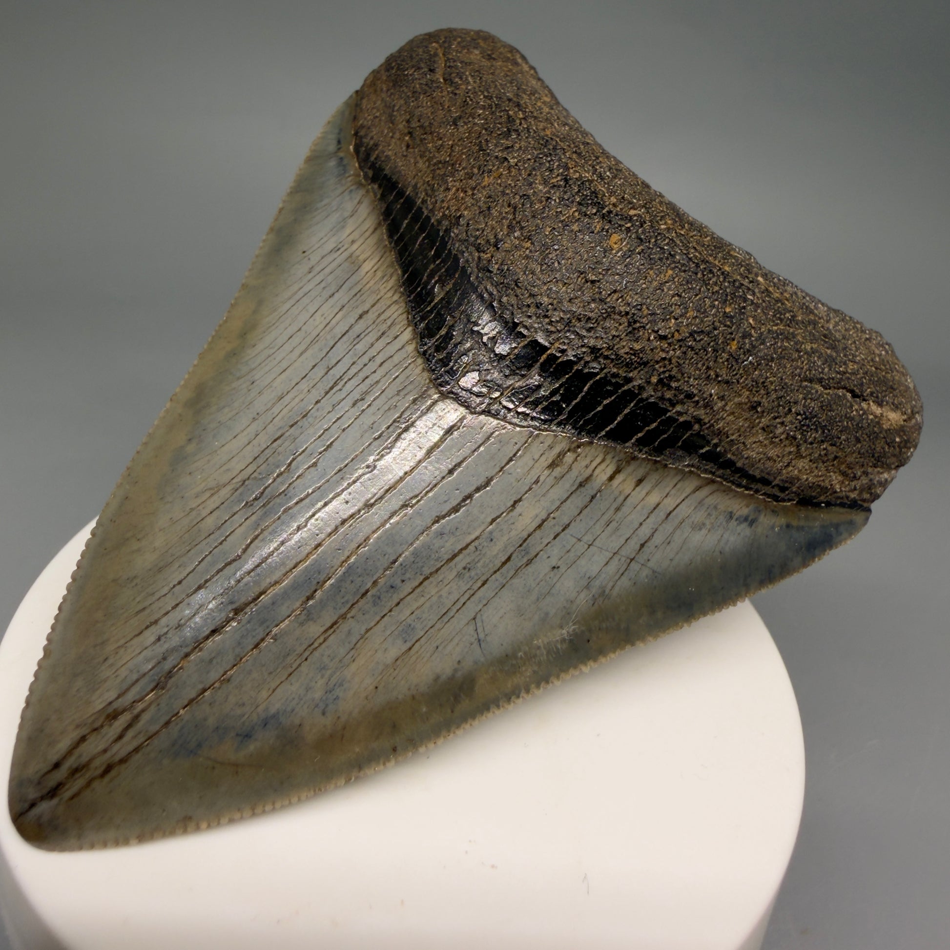 Front Right View Colorful, sharply serrated, heart-shaped 3.41" Fossil Megalodon Tooth from Georgia, USA megalodonteeth.com CM6527