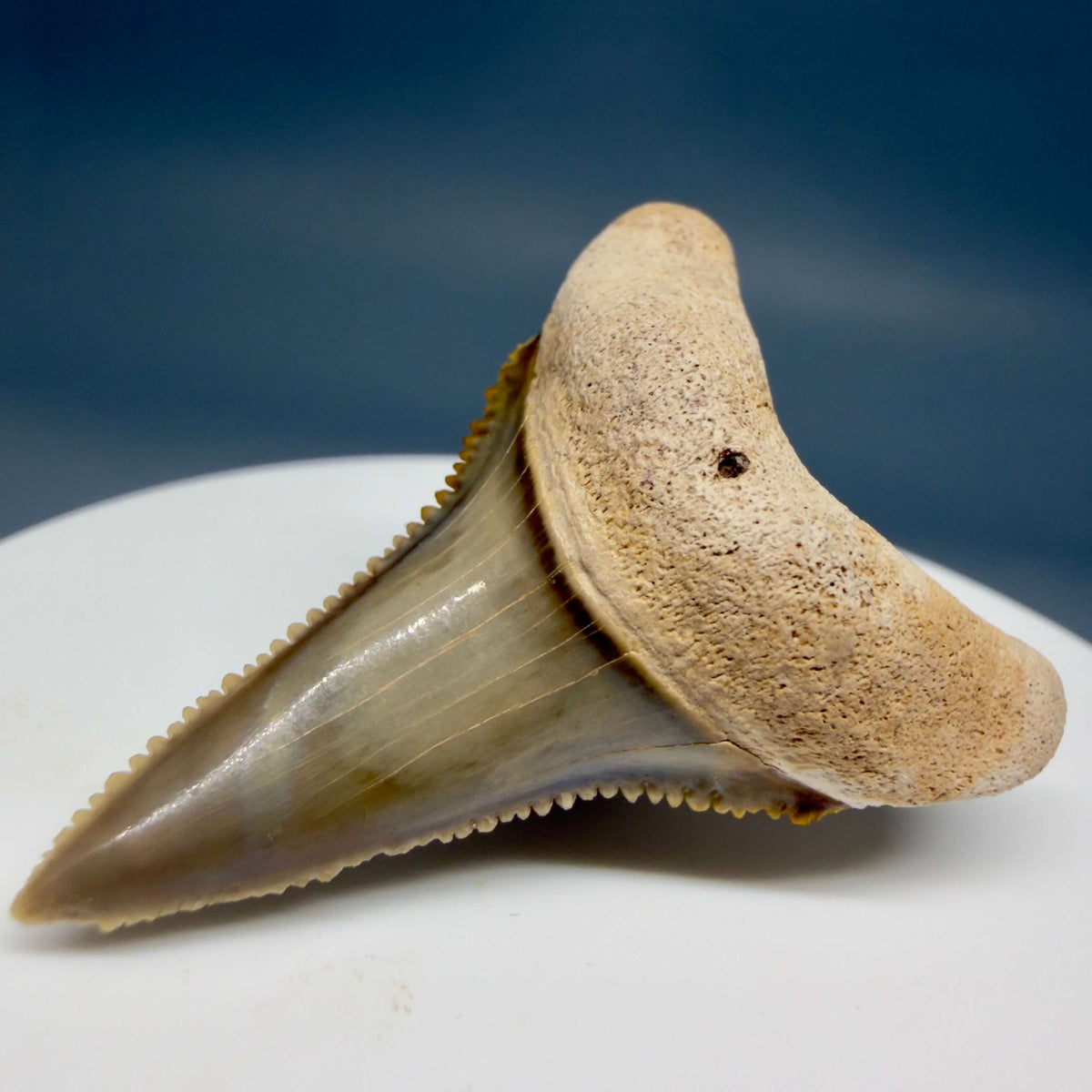 Front Right View Colorful, sharply serrated lower 1.59" Fossil Great White Tooth from Sarasota, Florida megalodonteeth.com GW1381