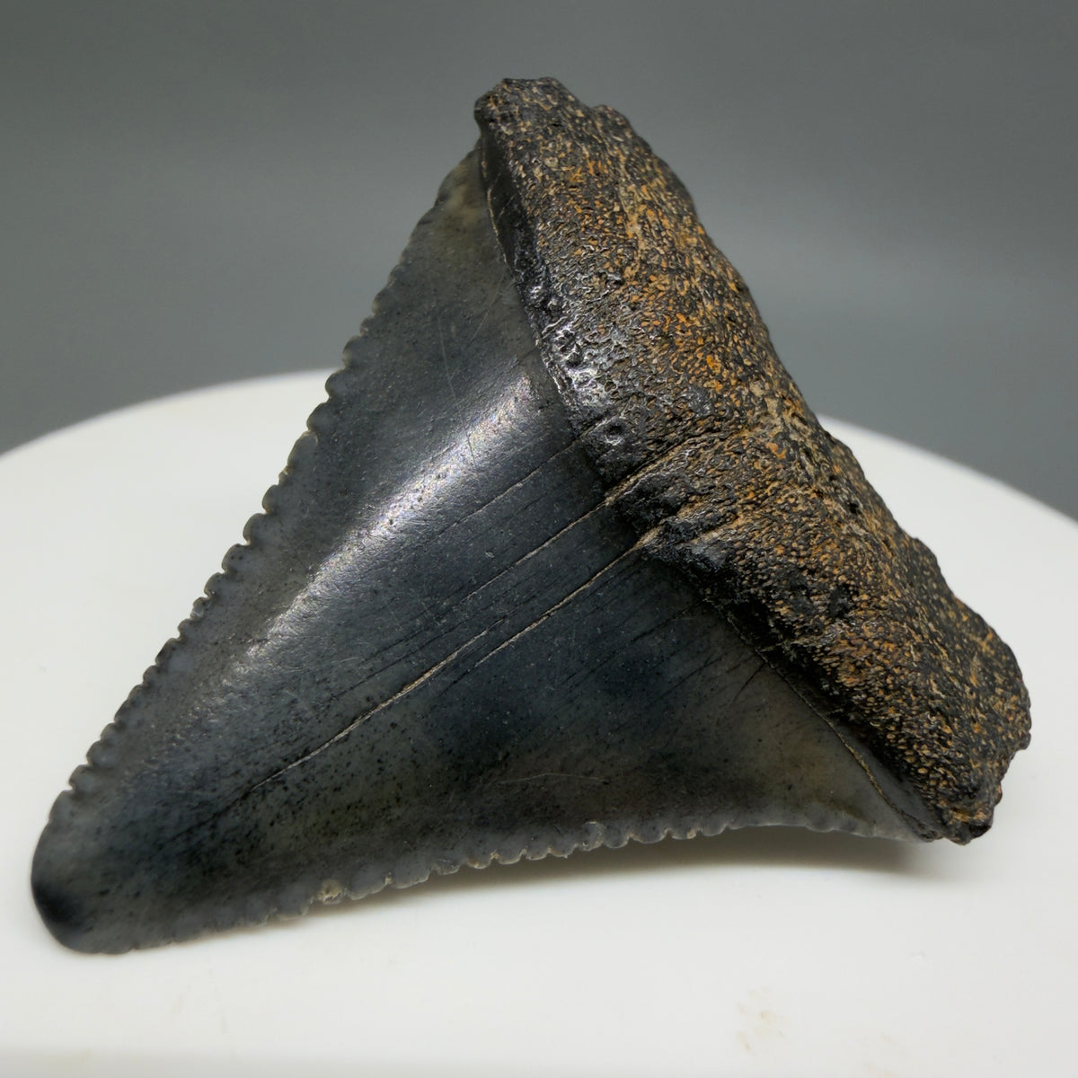Front Right View Dark colors 1.47" Fossil Great White Shark Tooth - South Carolina megalodonteeth.com GW1385